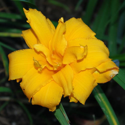 Hemerocallis Condilla